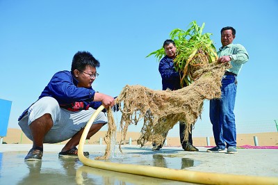 沙漠变绿洲:从25亩到17000亩 沙漠变绿洲:从25亩到17000亩